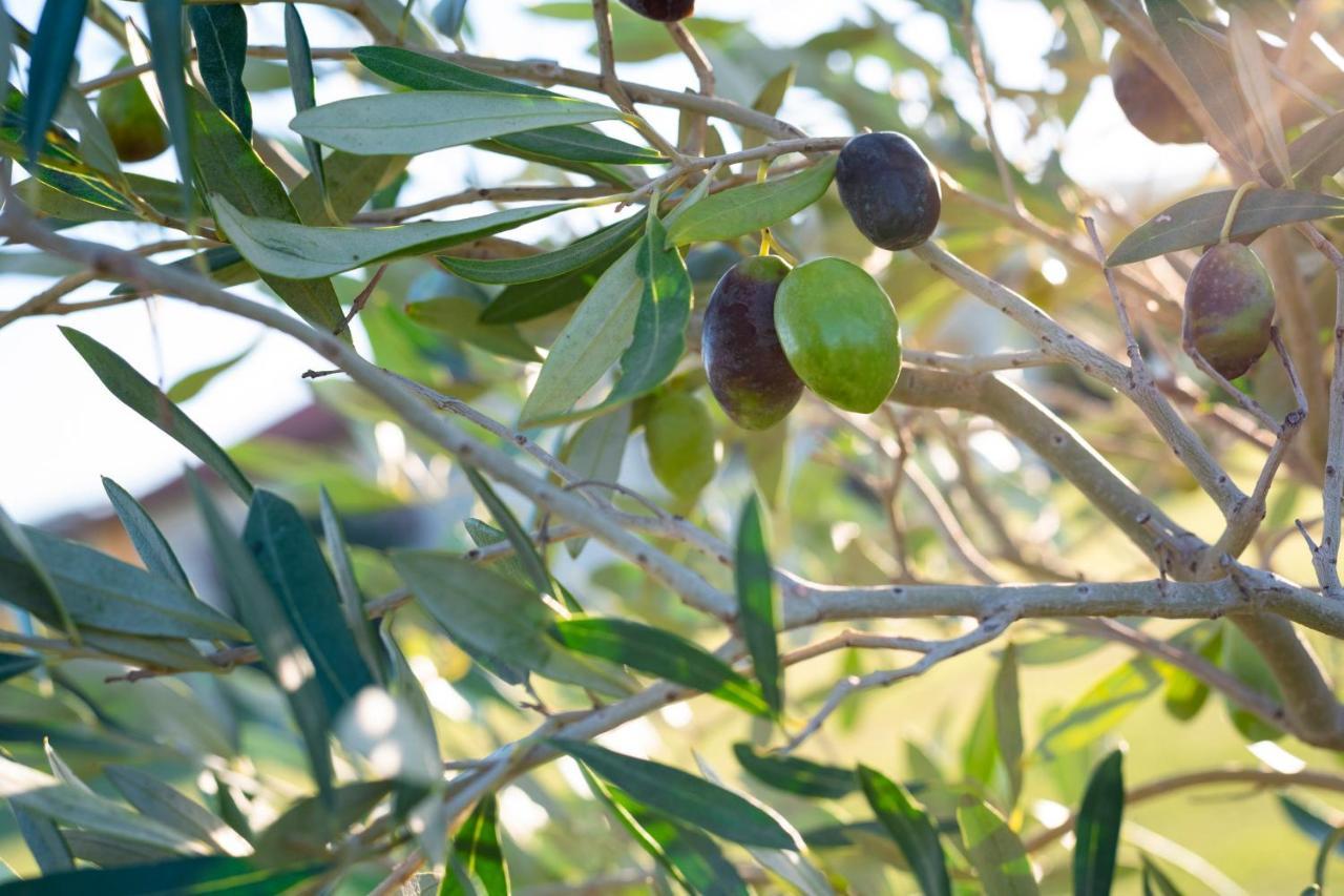 Agriturismo Terre Di Castiglione Castiglione della Pescaia Εξωτερικό φωτογραφία