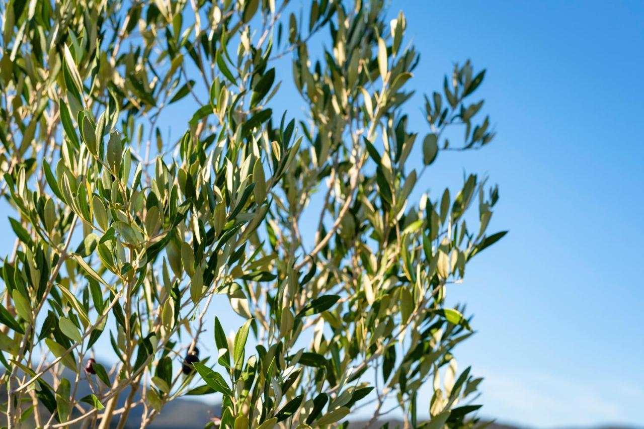 Agriturismo Terre Di Castiglione Castiglione della Pescaia Εξωτερικό φωτογραφία