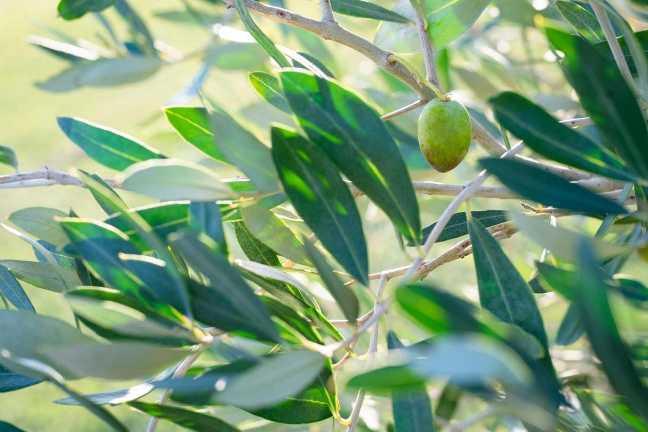 Agriturismo Terre Di Castiglione Castiglione della Pescaia Εξωτερικό φωτογραφία